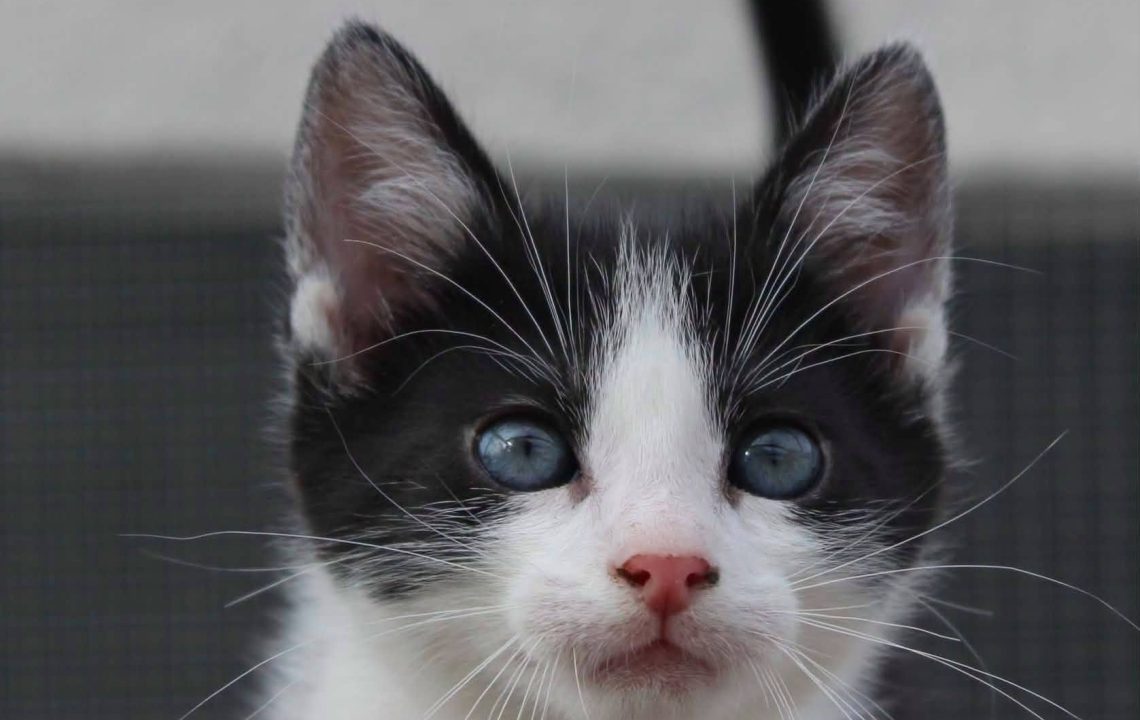 Tirion chaton à l'adoption avec les amis d'ivar