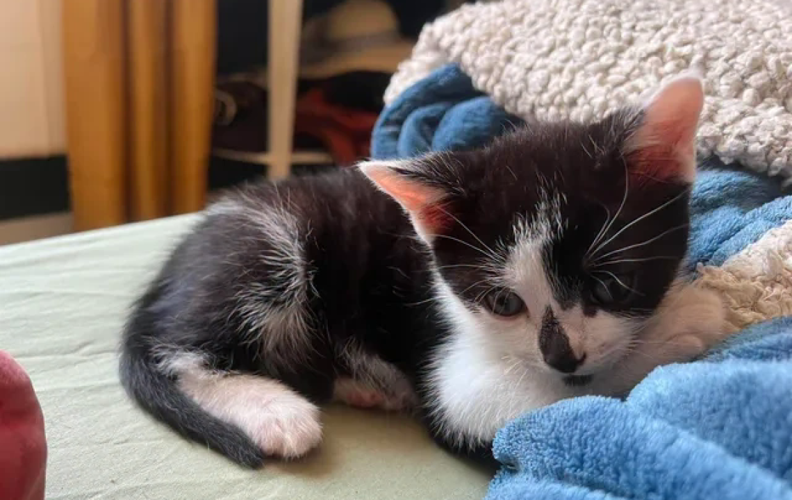 Toulouse petit chaton joueur à l'adoption visible à La Madeleine
