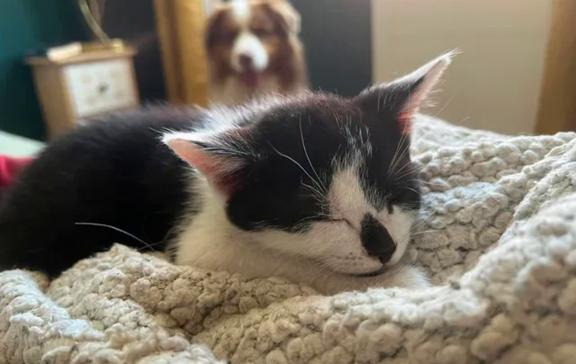 Toulouse petit chaton joueur à l'adoption visible à La Madeleine
