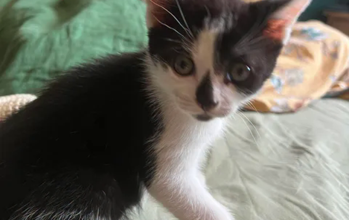 Toulouse petit chaton joueur à l'adoption visible à La Madeleine