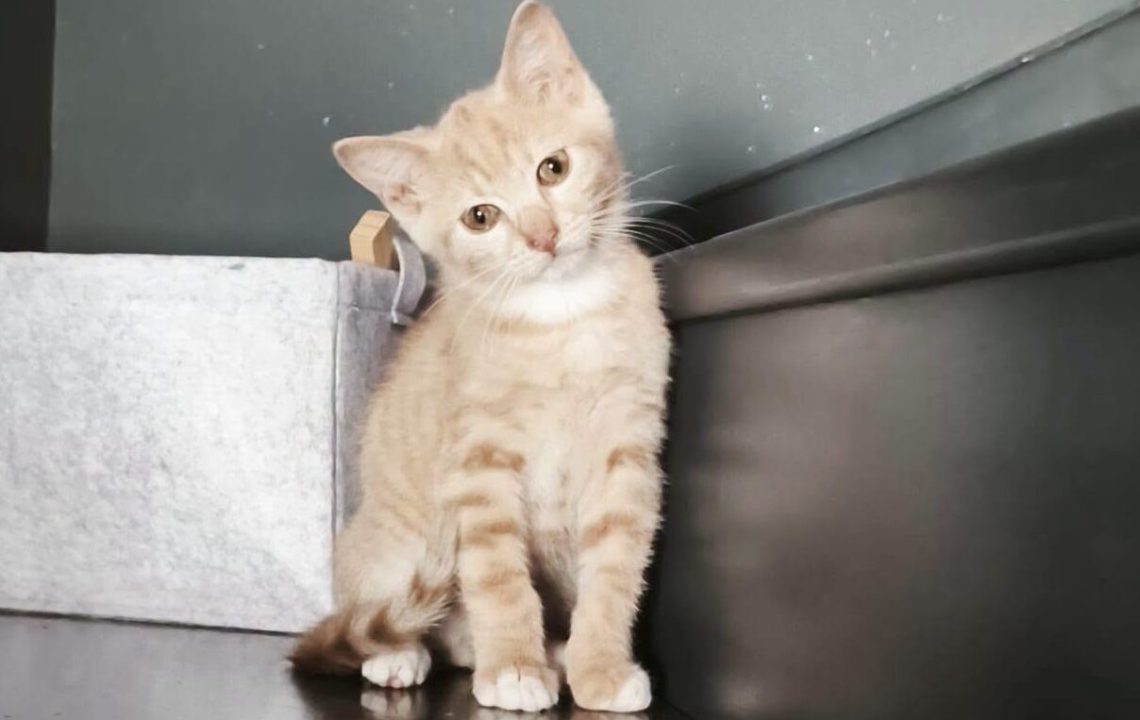 Tyco chaton à l'adoption avec les amis d'ivar visible à anstaing