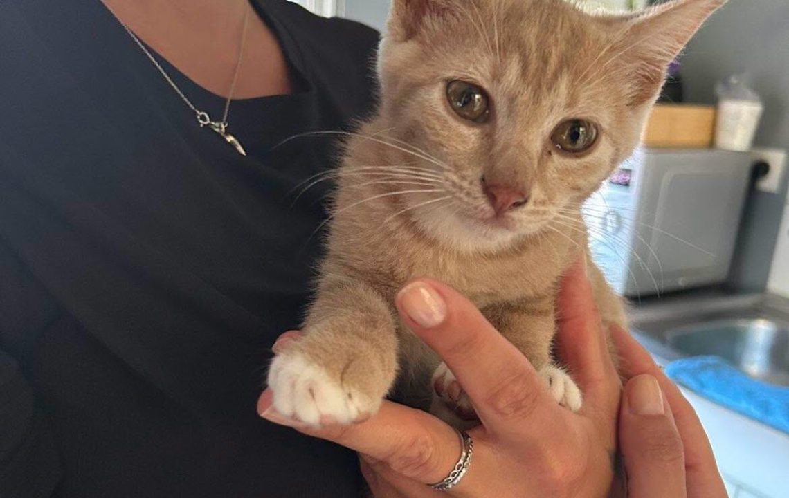 Tyco chaton à l'adoption avec les amis d'ivar visible à anstaing