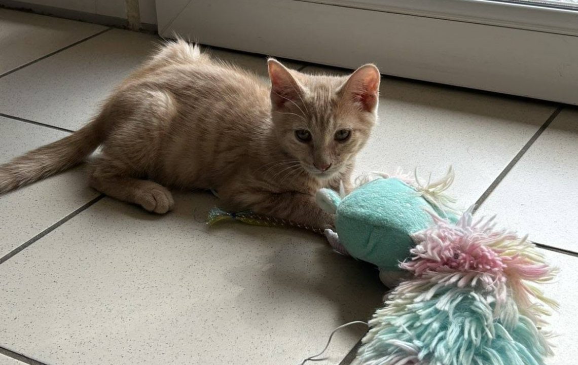Tyco chaton à l'adoption avec les amis d'ivar visible à anstaing