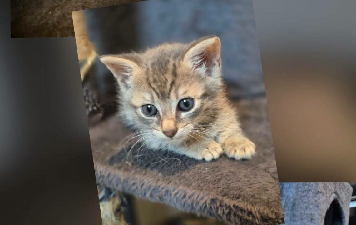Virgule chaton à l'adoption à wannehain