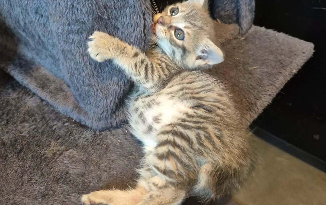 Virgule chaton à l'adoption à wannehain