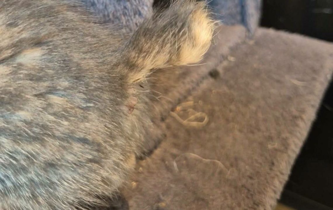 Virgule chaton à l'adoption à wannehain