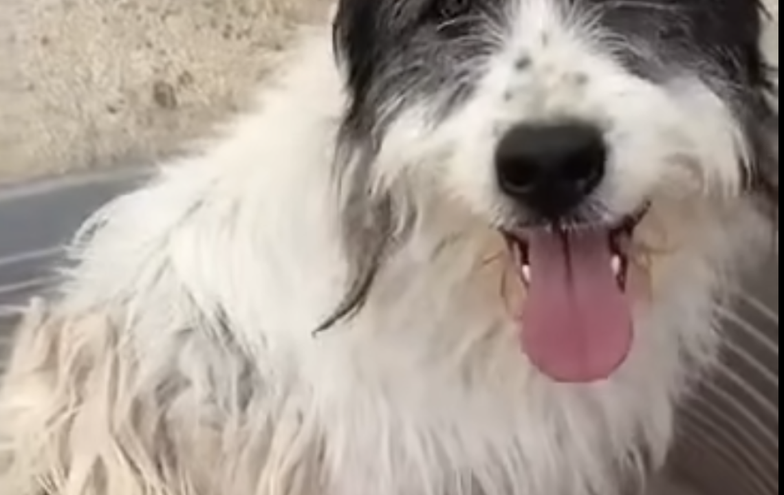 Wicky à l'adoption avec les amis d'Ivar