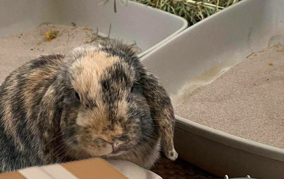 Woody lapin bélier cherche sa famille à adopter