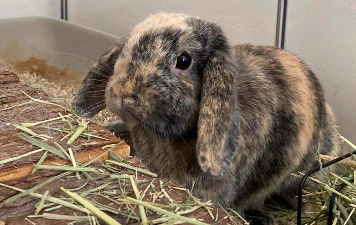 Woody lapin bélier cherche sa famille à adopter