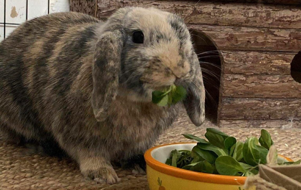 Woody lapin bélier cherche sa famille à adopter