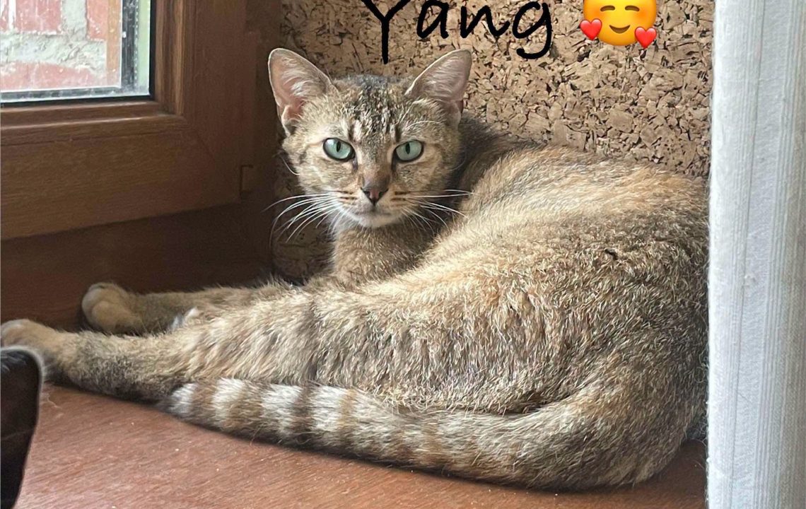 Ying et Yang à l'adoption avec les amirs d'ivar